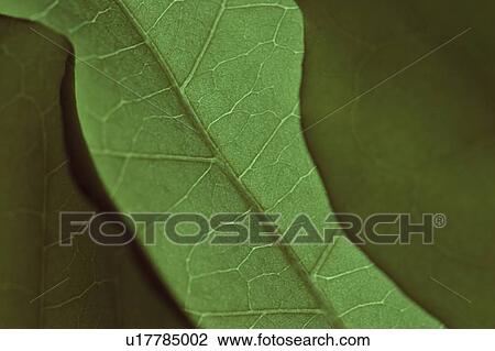 Closeup of a leaf View Large Photo Image Stock Image - Closeup of a leaf. Fotosearch