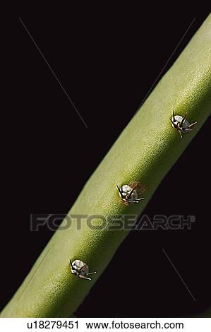 Stock Image - Closeup of a plant stem. Fotosearch