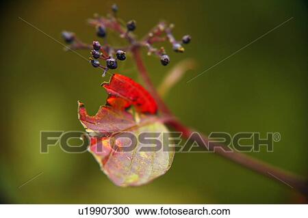 Closeup of autumn leaf View Large Photo Image Stock Image - Closeup of autumn leaf. Fotosearch