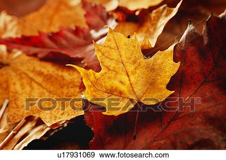 Stock Photo - Closeup of autumn leaves. Fotosearch