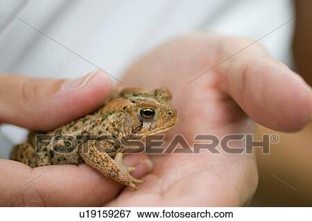 Closeup of brown toad View Large Photo Image Stock Photo - Closeup of brown toad. Fotosearch