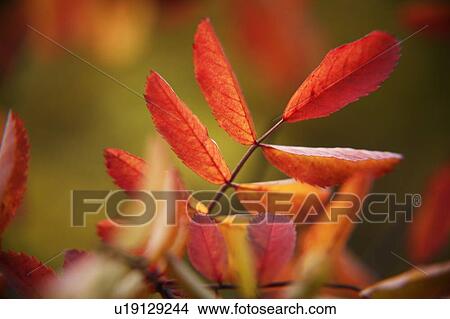 Picture - Closeup of changing leaves. Fotosearch