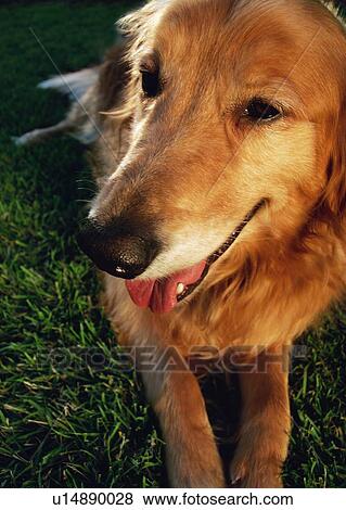 Stock Photo - Closeup of dog's face. Fotosearch