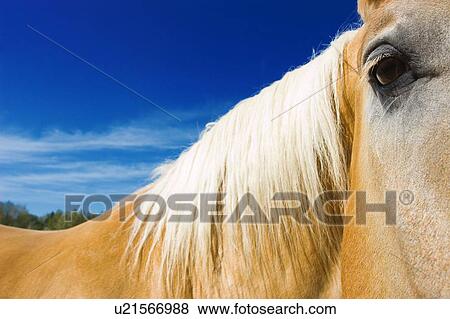 Closeup of horse's face View Large Photo Image Stock Photo - Closeup of horse's face. Fotosearch