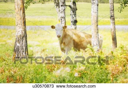 Cow in pasture View Large Photo Image Stock Image - Cow in pasture. Fotosearch