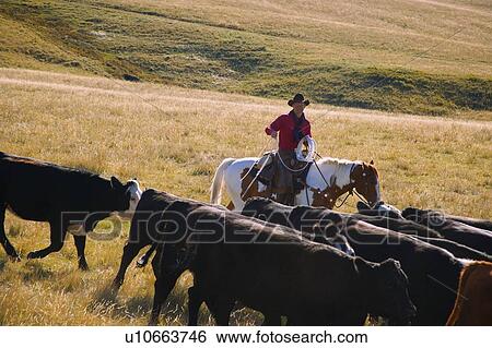 Stock Photograph - Cowboy herding cattle. Fotosearch