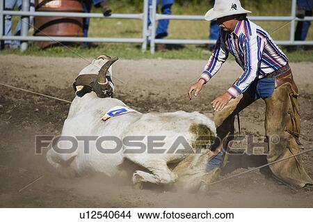 Picture - Cowboy roping Longhorn steer. Fotosearch