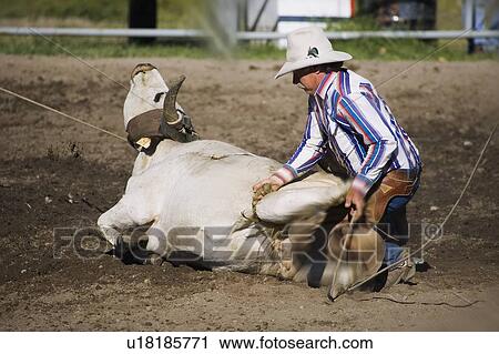 Cowboy Steer Wrestling View Large Photo Image Stock Image - Cowboy Steer Wrestling. Fotosearch