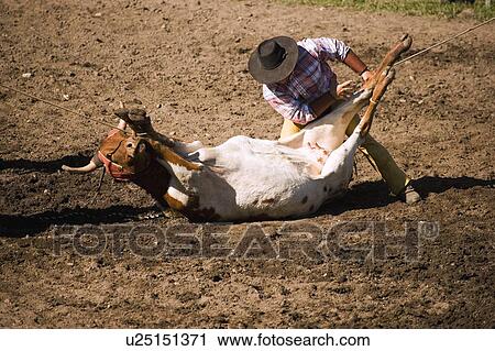 Cowboy steer wrestling View Large Photo Image Stock Image - Cowboy steer wrestling. Fotosearch