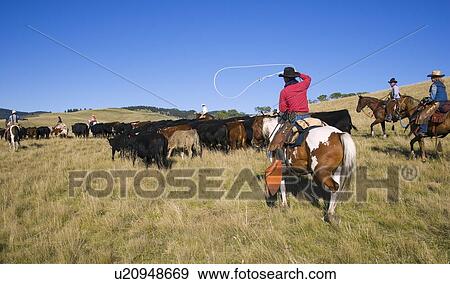 Cowboys herding cattle View Large Photo Image Stock Photo - Cowboys herding cattle. Fotosearch