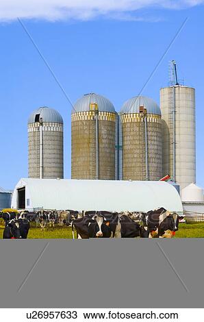 Dairy farm stony Plain Alberta View Large Photo Image Stock Image - Dairy farm stony Plain Alberta. Fotosearch