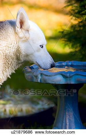 Dog drinks from bird bath View Large Photo Image Stock Photograph - Dog drinks from bird bath. Fotosearch