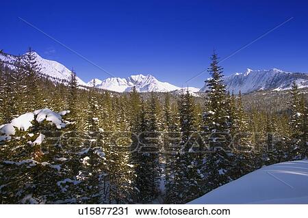 Evergreens and mountains in the winter View Large Photo Image Stock Image - Evergreens and mountains in the winter. Fotosearch
