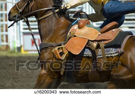 Excitement of rodeo View Large Photo Image Stock Image - Excitement of rodeo. Fotosearch