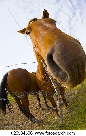 Face of horse View Large Photo Image Stock Photograph - Face of horse. Fotosearch