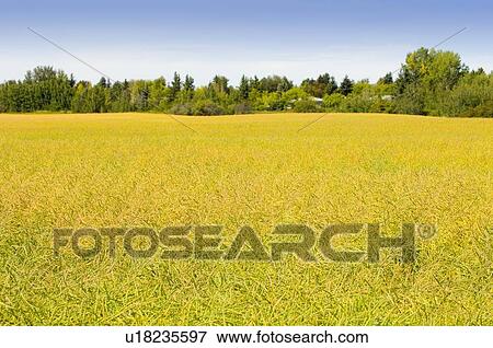 Field of canola View Large Photo Image Stock Photo - Field of canola. Fotosearch