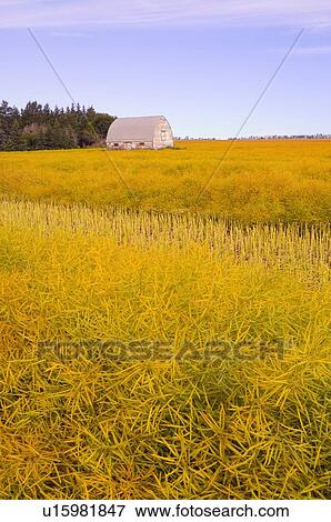 Field of crops View Large Photo Image Stock Photo - Field of crops. Fotosearch
