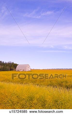 Field of crops View Large Photo Image Stock Photography - Field of crops. Fotosearch