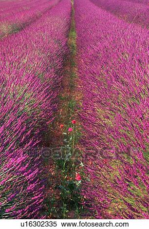 Field of Lavender, Provence, France View Large Photo Image Stock Photography - Field of Lavender, Provence, France. Fotosearch