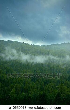 Stock Photo - Fog in a forest. Fotosearch