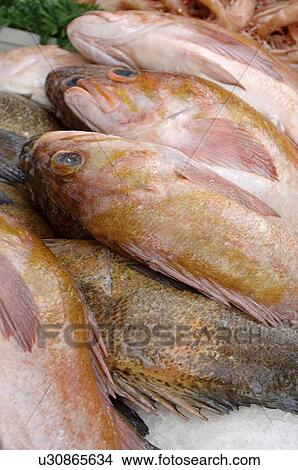 Picture - Fresh fish for sale. Fotosearch