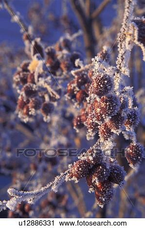 Frost on berries View Large Photo Image Stock Image - Frost on berries. Fotosearch