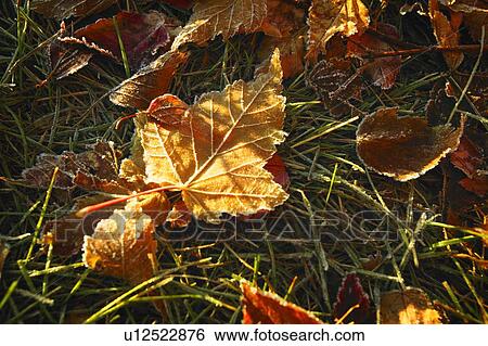 Stock Photograph - Frosty ground in autumn. Fotosearch