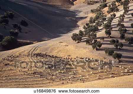 Goat Herd in Evening Light View Large Photo Image Stock Photograph - Goat Herd in Evening Light. Fotosearch