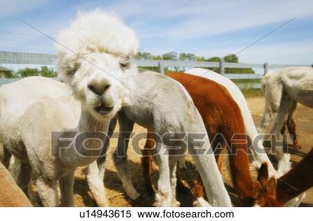 Group of llamas eating View Large Photo Image Stock Photography - Group of llamas eating. Fotosearch