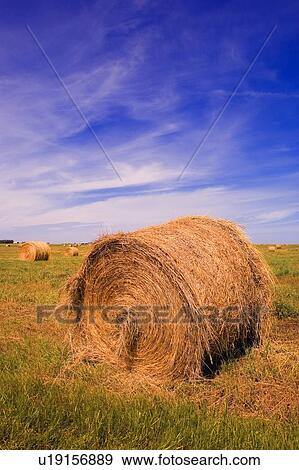 Hay bales in a field View Large Photo Image Stock Photo - Hay bales in a field. Fotosearch
