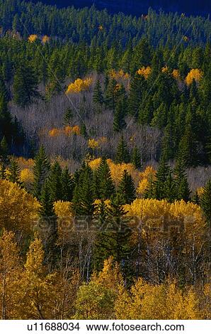 Hillside of autumn coloured trees View Large Photo Image Picture - Hillside of autumn coloured trees. Fotosearch
