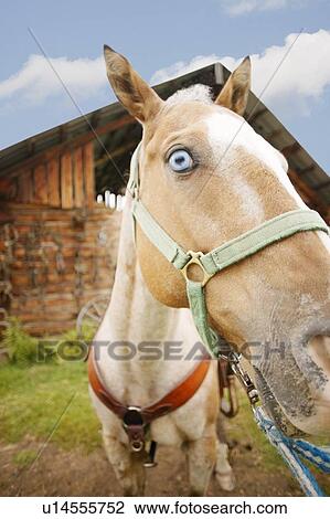 Stock Image - Horse with blue eyes. Fotosearch