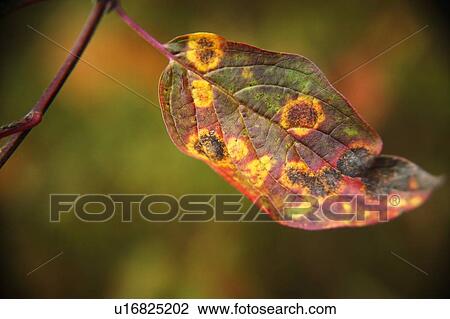 Stock Image - Leaf changing in autumn. Fotosearch