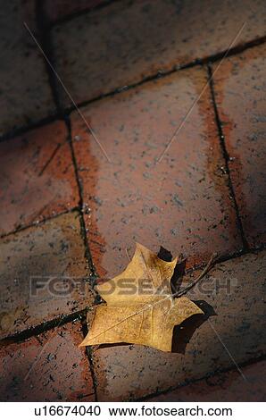 Leaf on block View Large Photo Image Stock Image - Leaf on block. Fotosearch