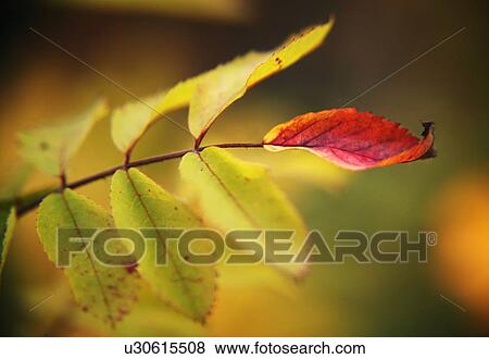 Stock Photo - Leaves changing color. Fotosearch