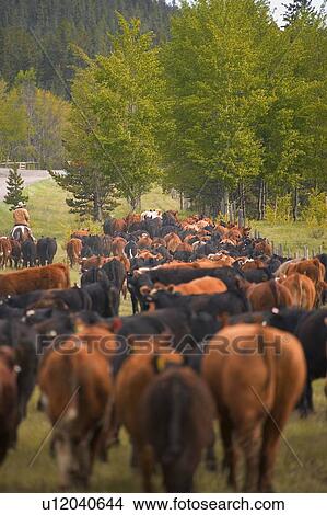 Picture - Livestock. Fotosearch