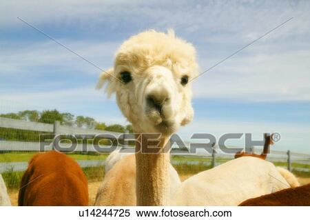 Stock Photography - llama. Fotosearch