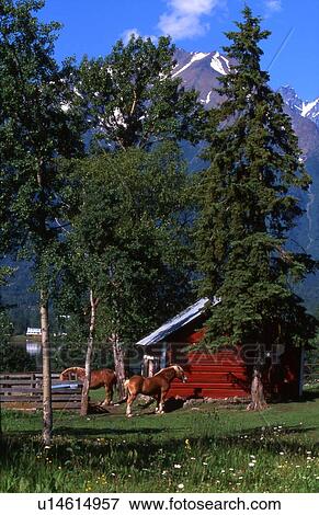 Stock Photo - Log cabin and horses. Fotosearch