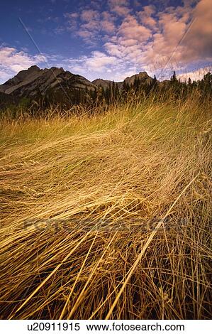 Stock Photography - Long grass in the mountains. Fotosearch