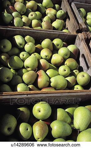 Pears View Large Photo Image Stock Photograph - Pears. Fotosearch