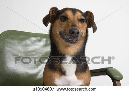 Portrait of a dog in an armchair View Large Photo Image Stock Photo - Portrait of a dog in an armchair. Fotosearch