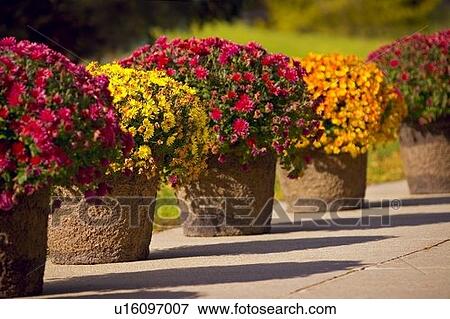 Pots of blooms View Large Photo Image Stock Photo - Pots of blooms. Fotosearch
