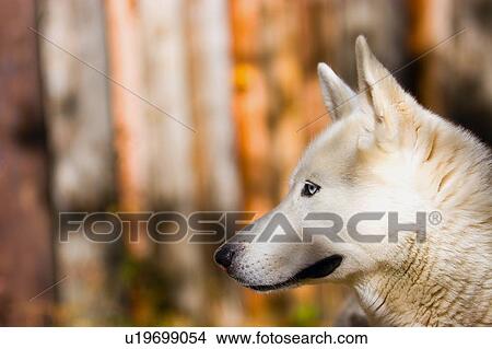 Profile of a blue-eyed dog View Large Photo Image Picture - Profile of a blue-eyed dog. Fotosearch