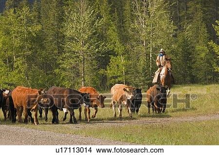 Rancher herding cattle View Large Photo Image Picture - Rancher herding cattle. Fotosearch