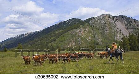 Rancher herding cattle View Large Photo Image Stock Image - Rancher herding cattle. Fotosearch