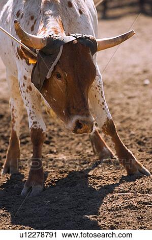 Stock Image - Rancher roping Longhorn cattle. Fotosearch