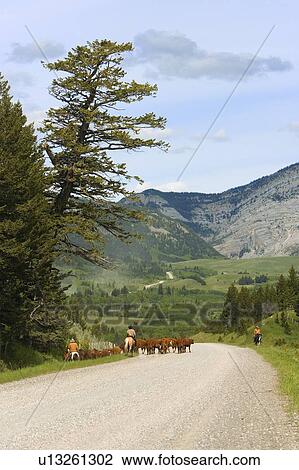 Stock Image - Ranchers herding cattle against mountains. Fotosearch