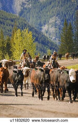 Ranchers herding cattle View Large Photo Image Stock Image - Ranchers herding cattle. Fotosearch