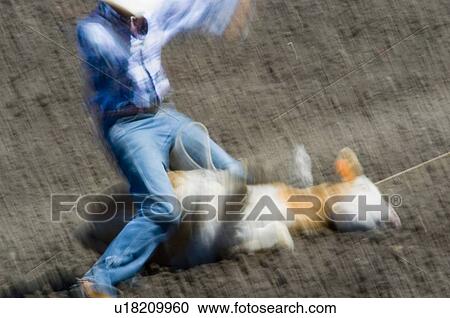 Roping a steer View Large Photo Image Stock Image - Roping a steer. Fotosearch