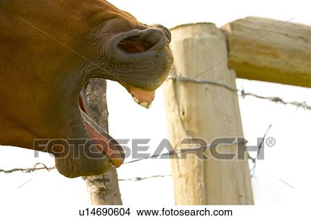 Picture - Side profile of horse with mouth open. Fotosearch